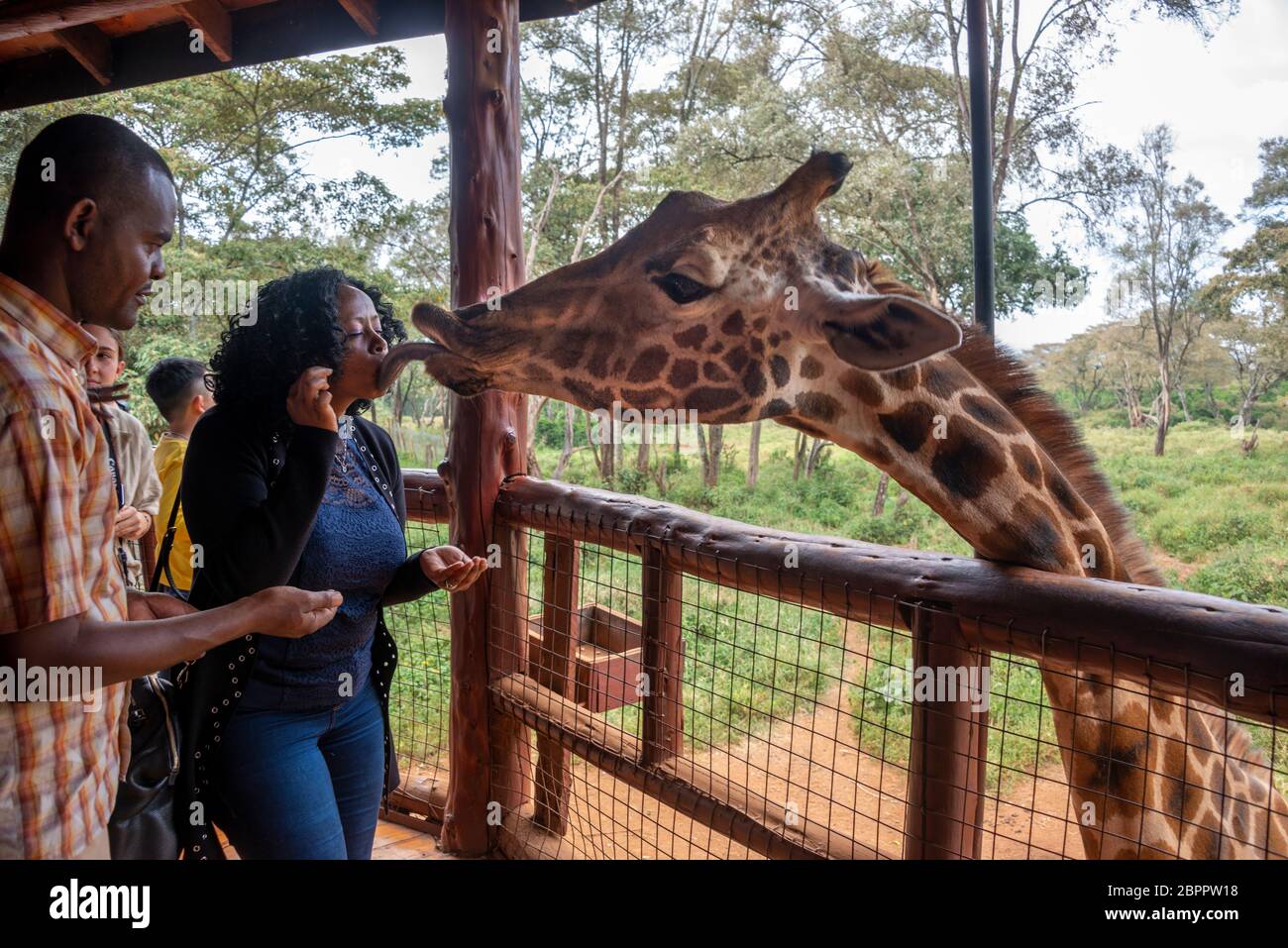 Tourist getting a giraffe kiss at the Giraffe Center in Nairobi, Kenya
