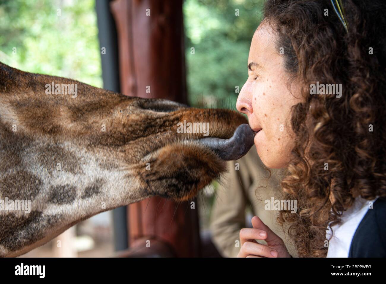 Tourist getting a giraffe kiss at the Giraffe Center in Nairobi, Kenya Stock Photo