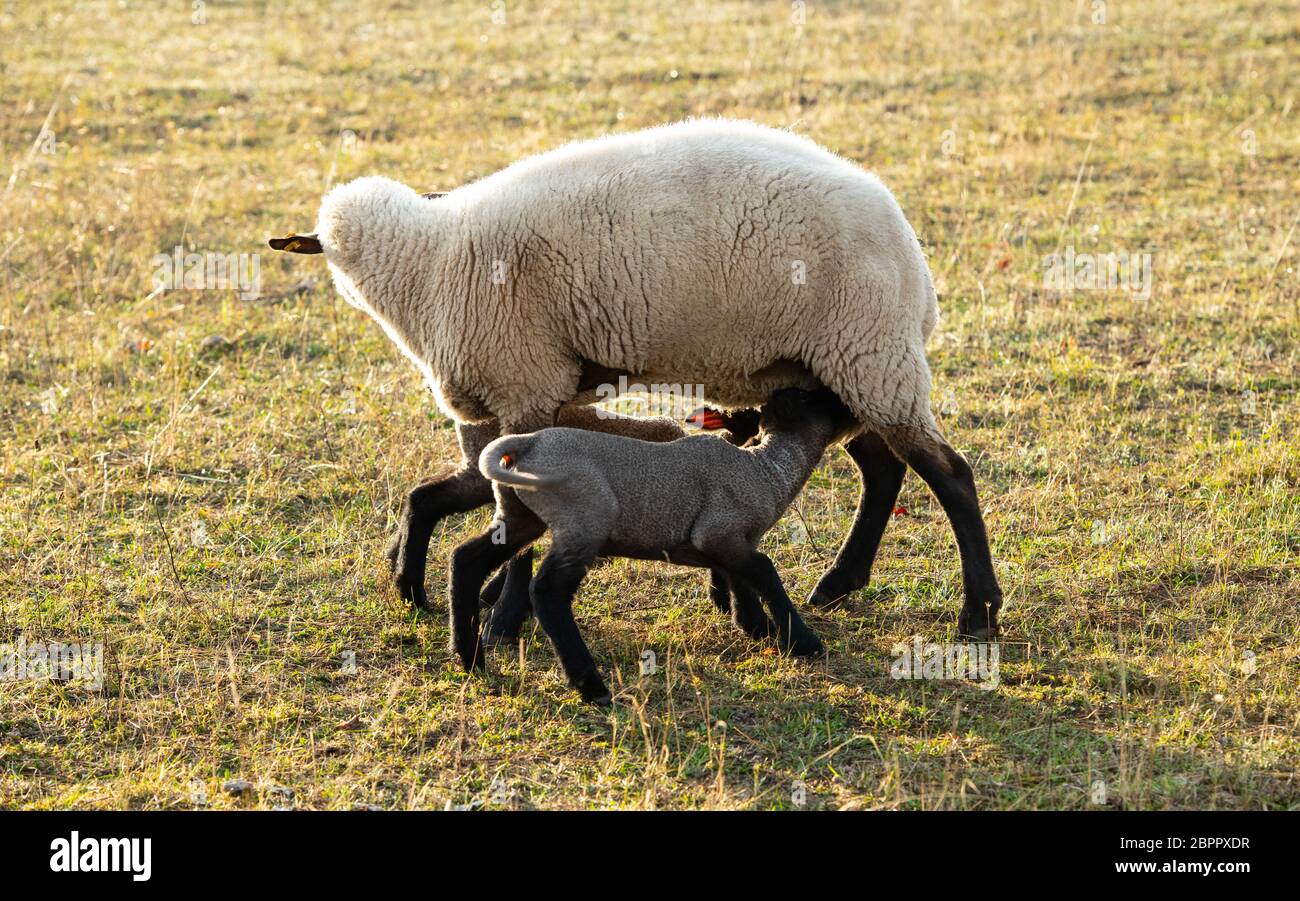 Rhoen- sheep with black and white wool with little lambs Stock Photo