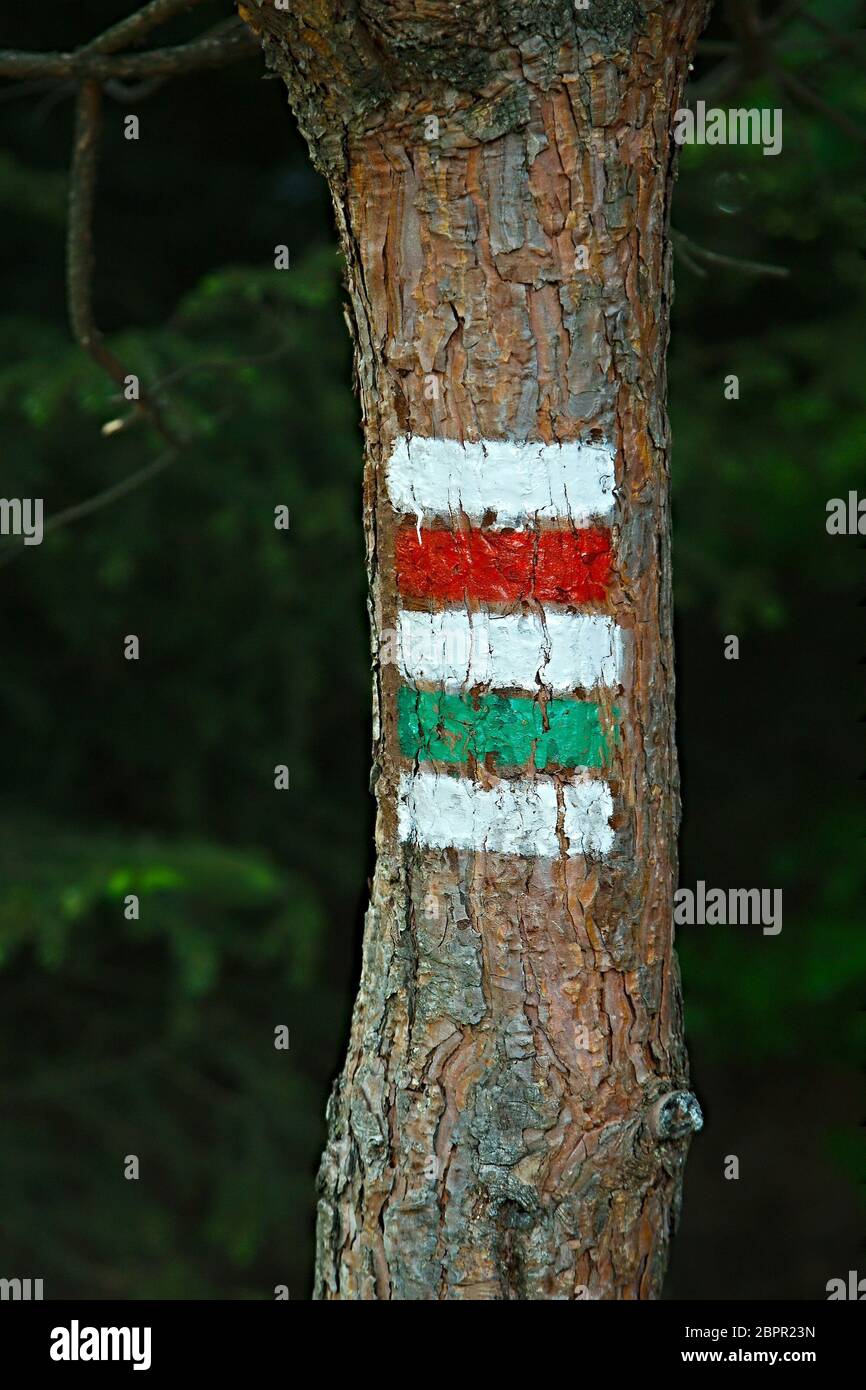 Hiking trail signs in the forest Stock Photo - Alamy