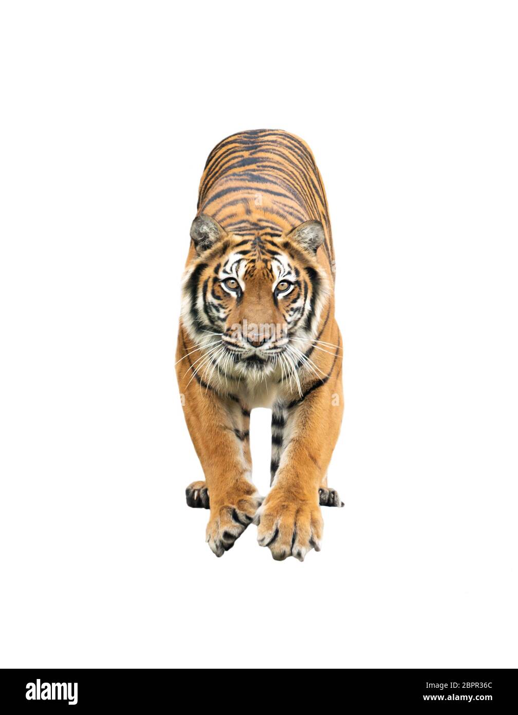 bengal tiger isolated on white background Stock Photo