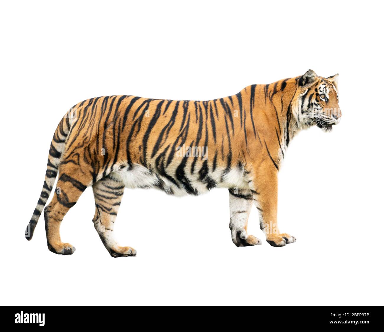 bengal tiger isolated on white background Stock Photo - Alamy