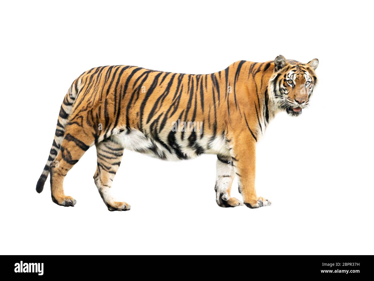 bengal tiger isolated on white background Stock Photo
