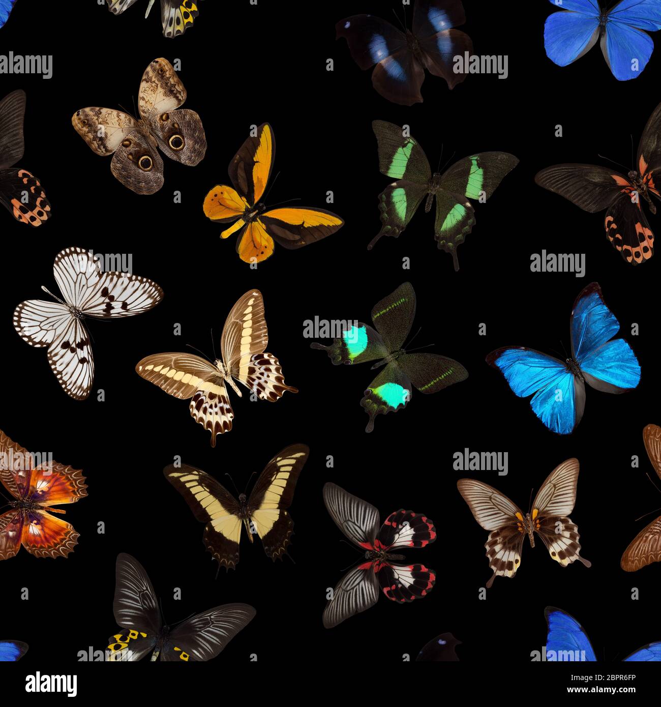 seamless colorful butterfly pattern on a black background. Stock Photo