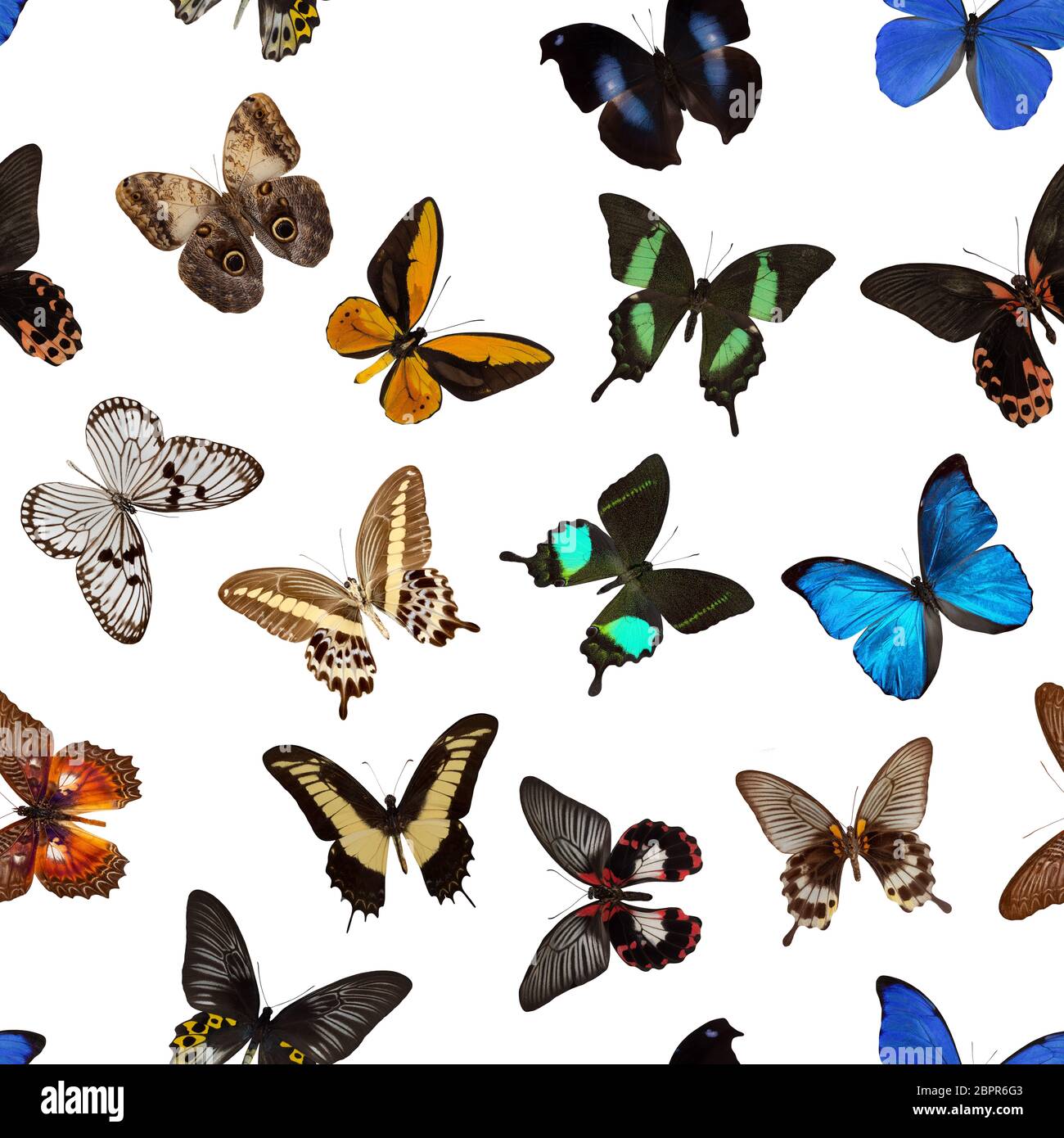 seamless colorful butterfly pattern on a white background. Stock Photo