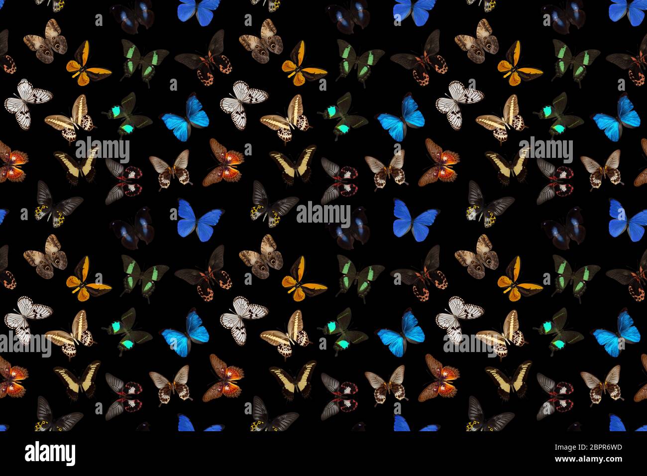 seamless colorful butterfly pattern on a black background. Stock Photo