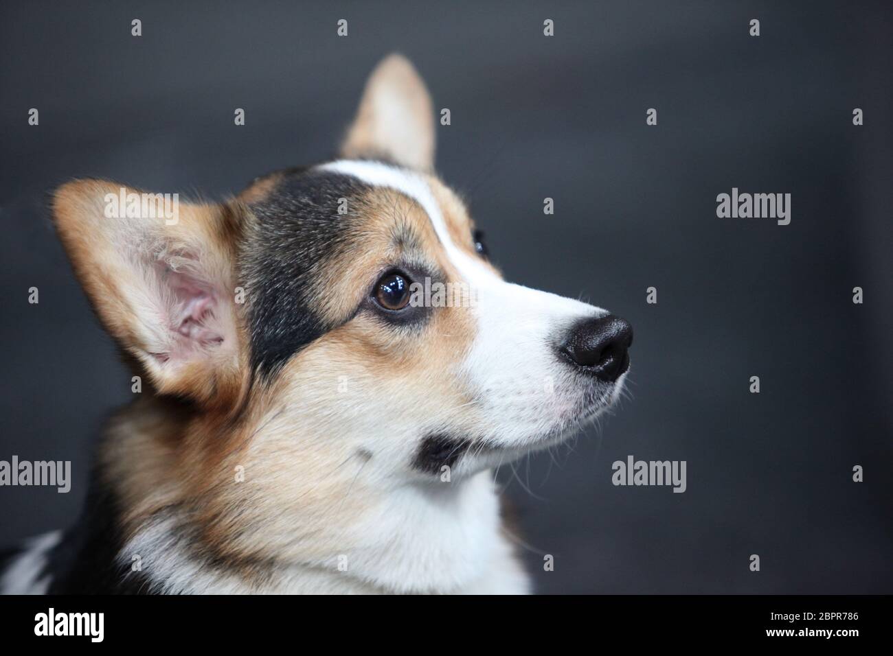 Close up view corgi dog hi-res stock photography and images - Alamy