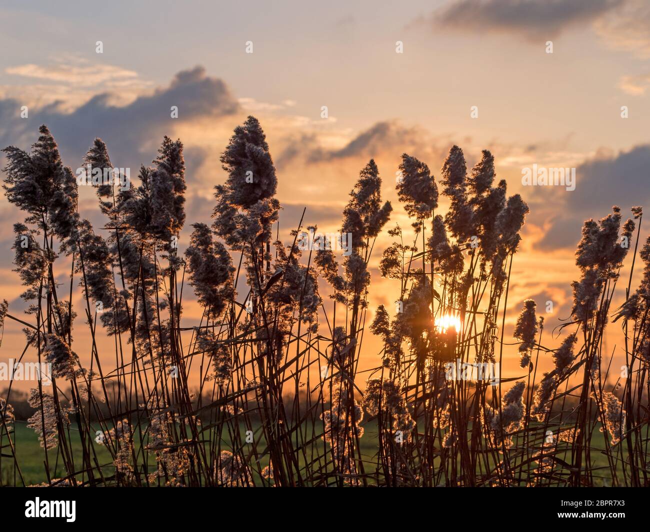 Sunset through reeds at Pevensey Levels in East Sussex, during December 2018. Stock Photo