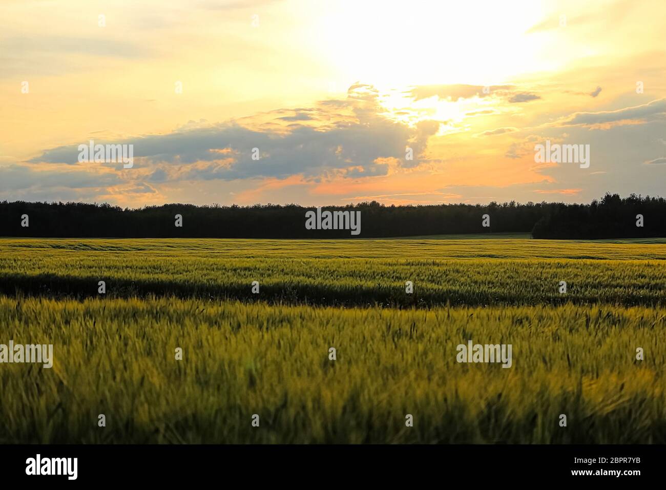 Dusk clouds over a green grain field Stock Photo - Alamy