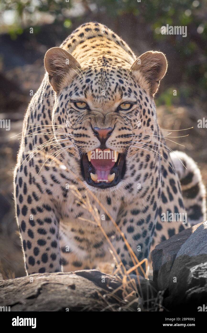 One adult male Leopard showing aggression by bearing its teeth and snarling Kruger Park South Africa Stock Photo