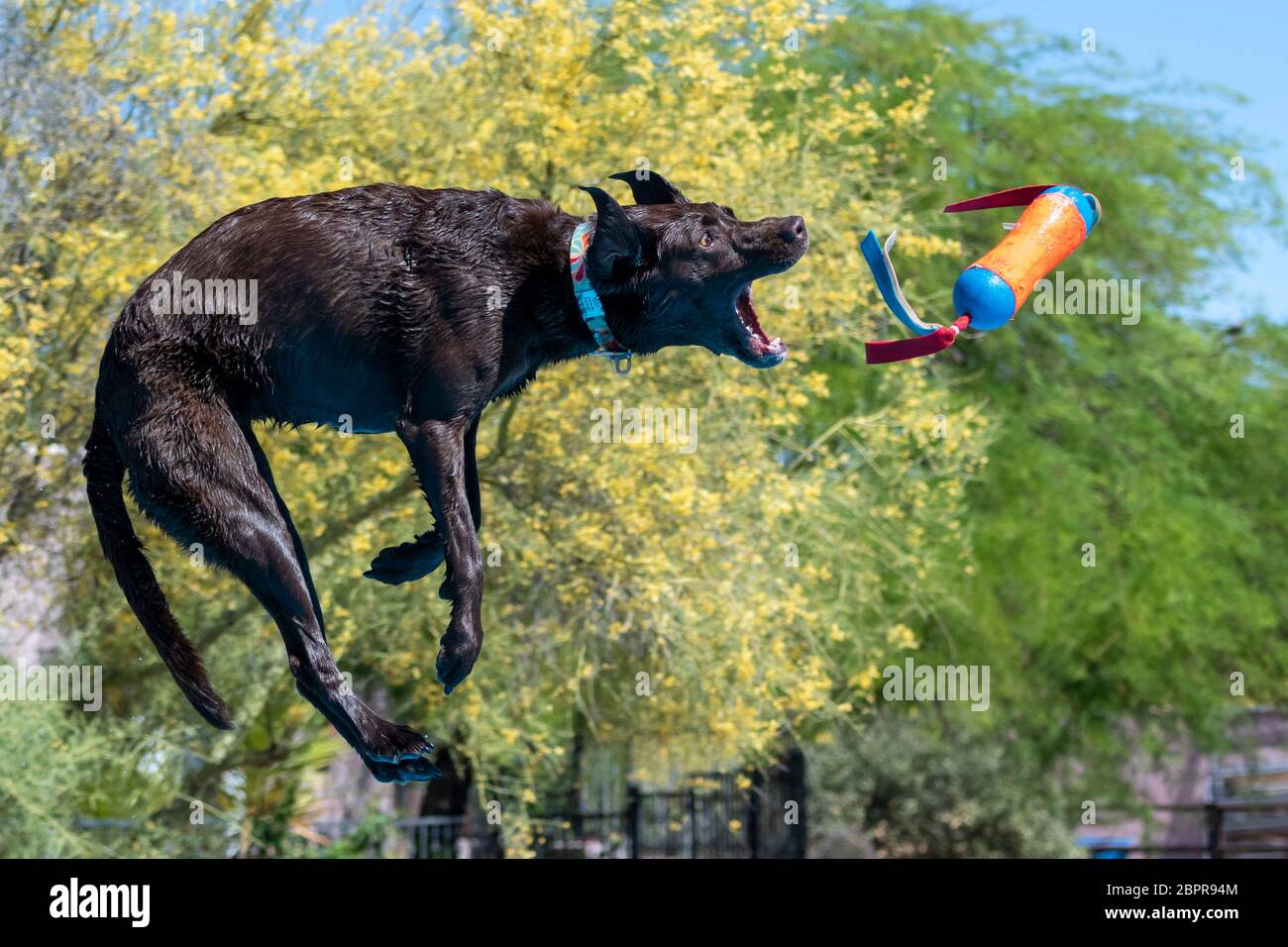 Chocolate Lab catching a toy thrown over a pool while in mid-air Stock Photo