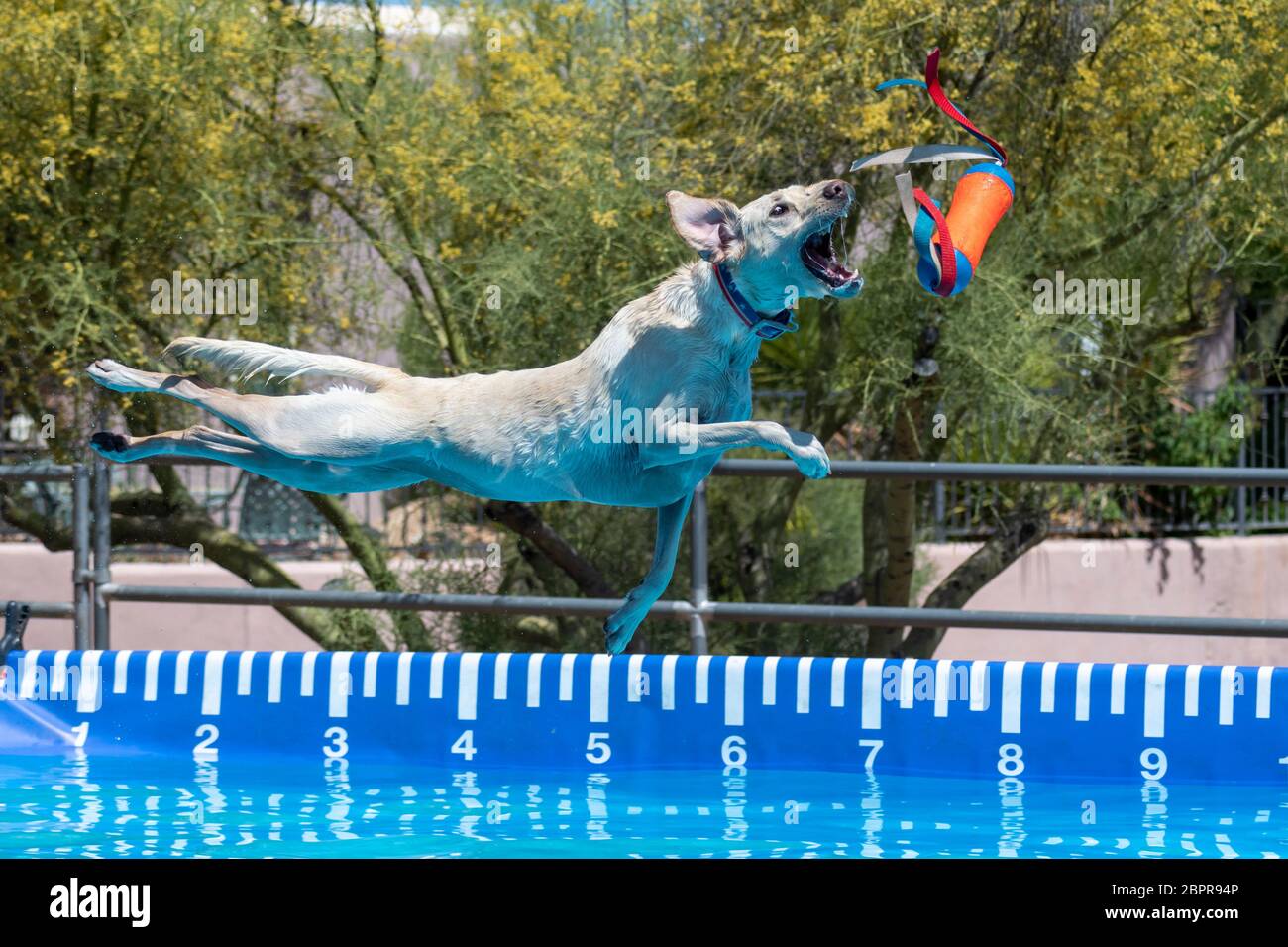 Yellow Lab dog catching a toy during an event after jumping off a dock