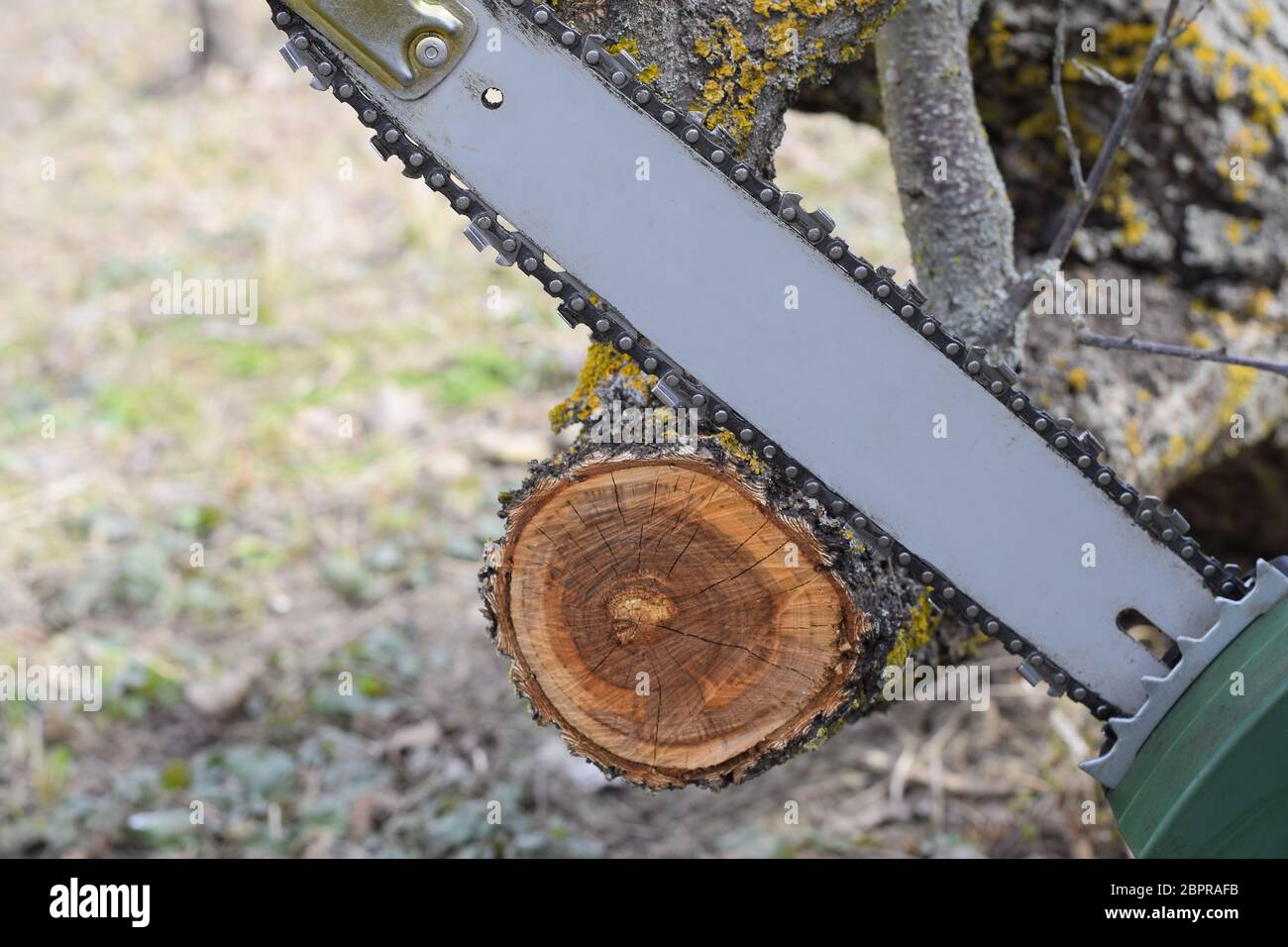 sawn electric sawing tree. The stump of saw cut branches Stock Photo