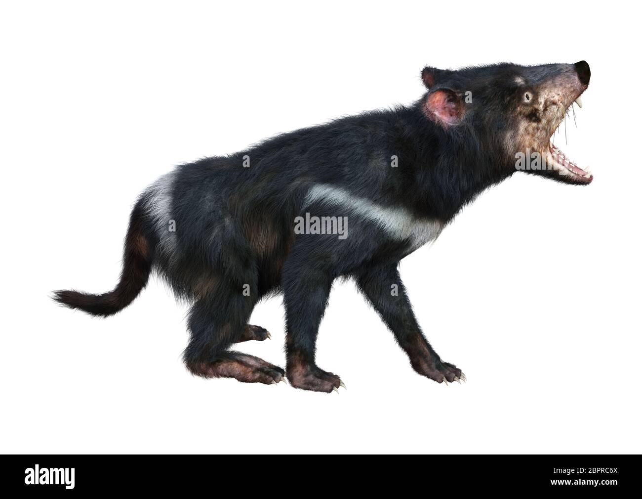 3D rendering of a tasmanian devil isolated on white background Stock ...