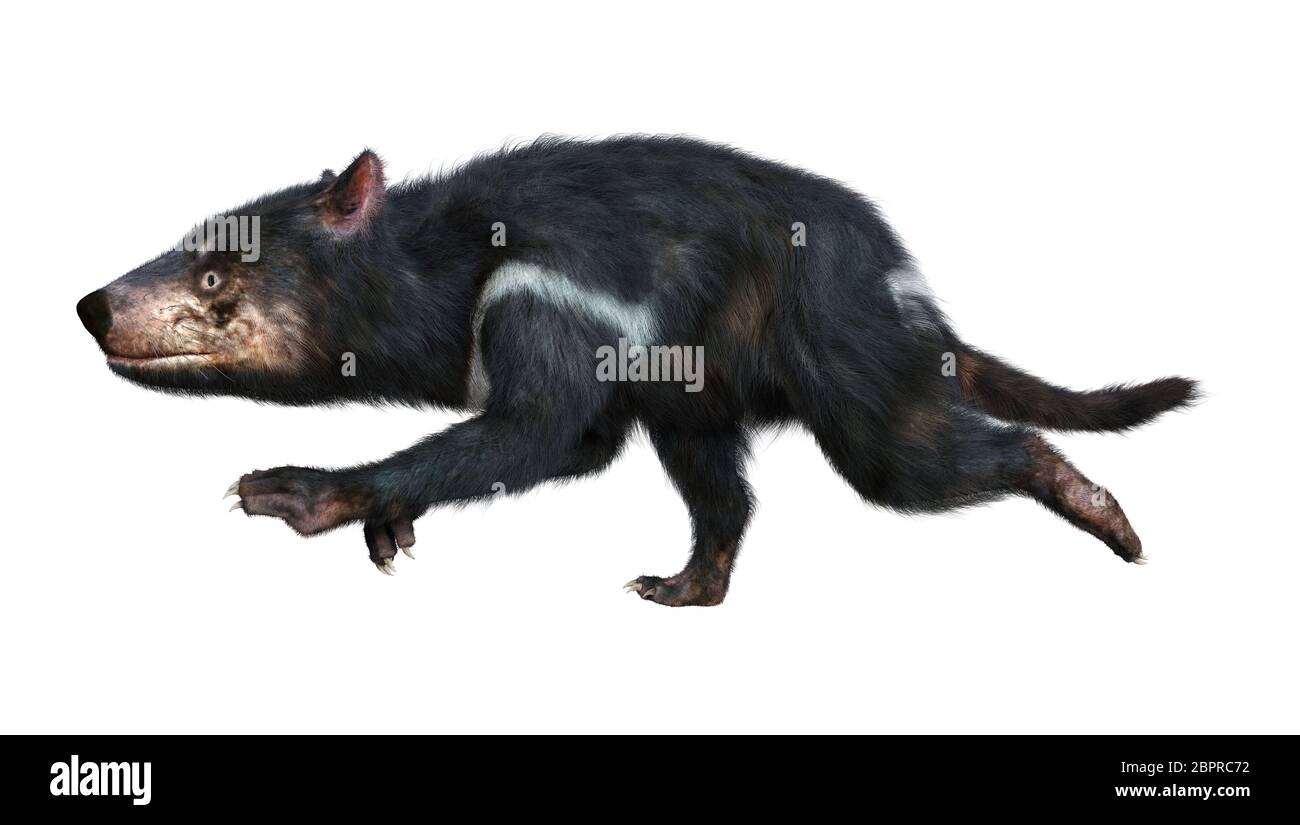 3D rendering of a tasmanian devil isolated on white background Stock ...