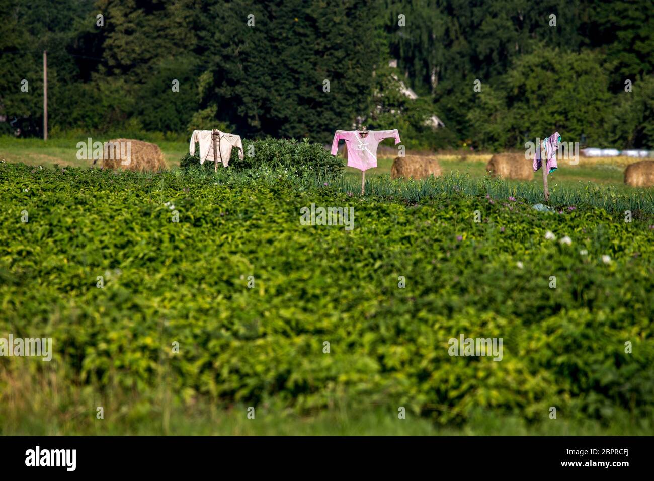 Scarecrows in vegetable garden on summer time, Latvia. Scarecrow 