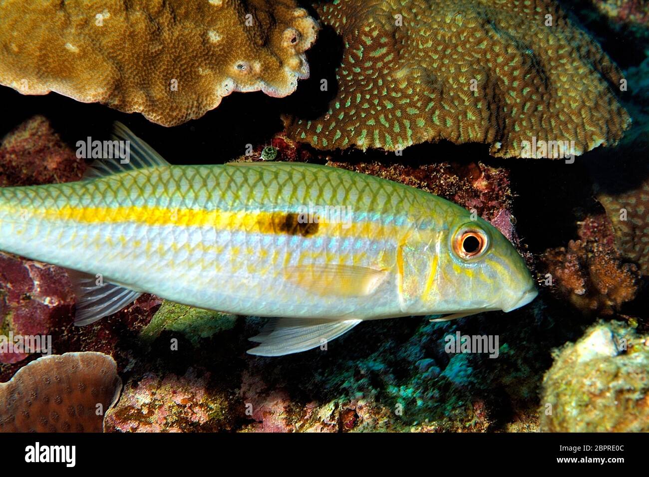 Moluccan Goatfish High Resolution Stock Photography And Images Alamy