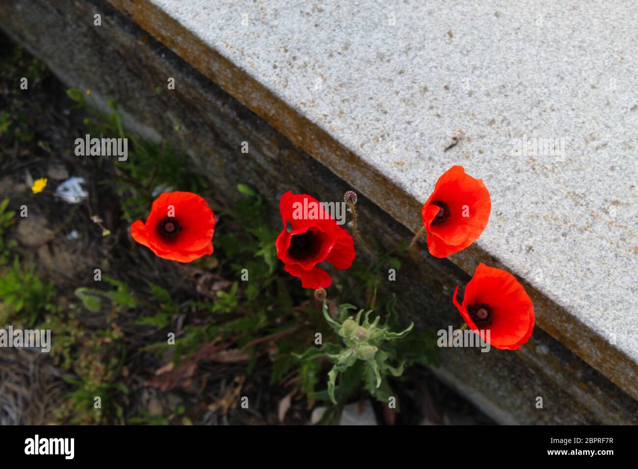 Four red poppy flowers wild in the cracks of the concrete in the city. Papaver rhoeas, common poppy, corn poppy, corn rose. Beja, Portugal. Stock Photo