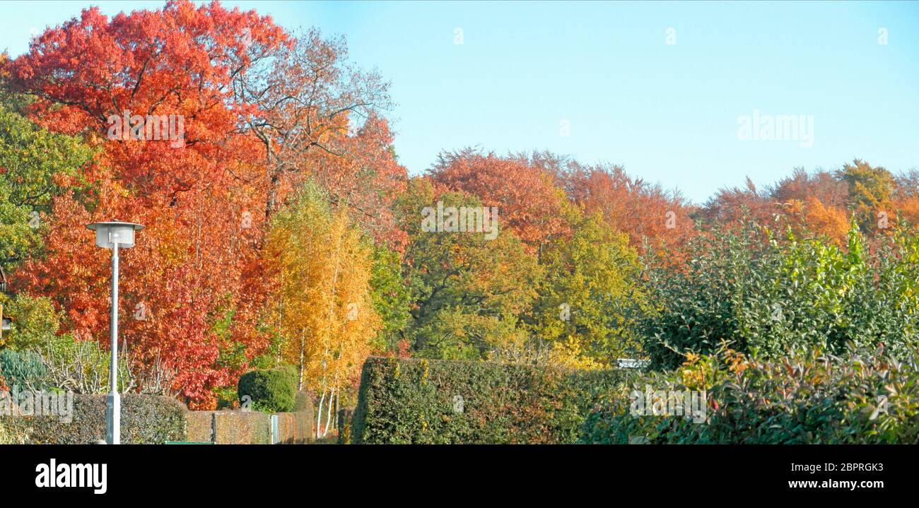 Panoramabild eines Waldes im Herbst; bunte Laubbäume und blauer Himmel Panorama picture of a forest in the autumn; colorful deciduous trees and blue s Stock Photo