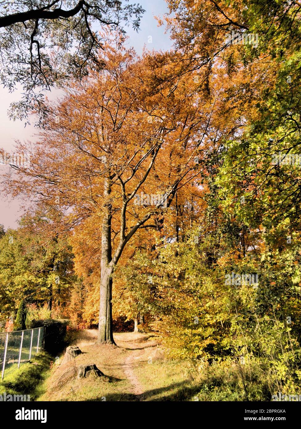 Bunte Bäume am Waldrand, sonniger Tag im Herbst  Colorful trees at the edge of forest, sunny day in autumn Stock Photo