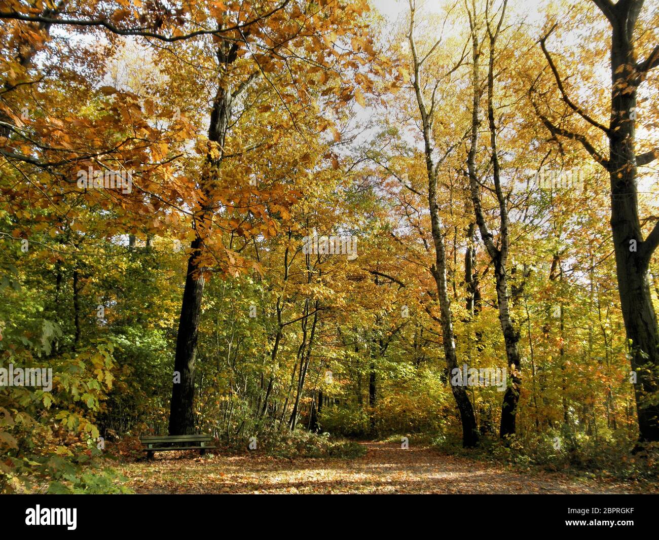 Rastplatz in einem Buchenwald im Herbst, sonniger Tag, bunte Laubbäume Resting place in a beech forest in autumn, sunny day, colorful deciduous trees Stock Photo