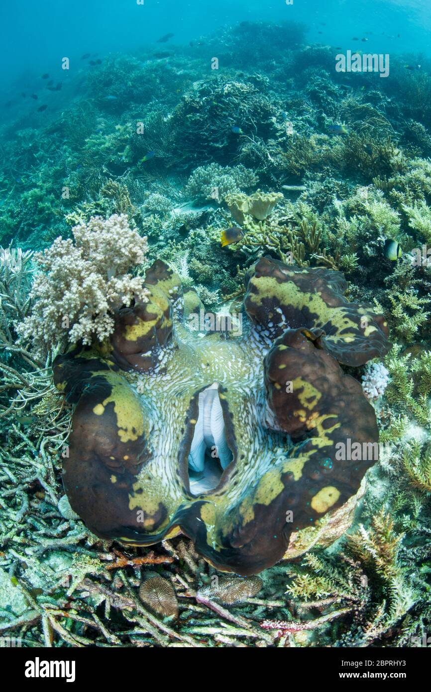 A massive Giant clam, Tridacna gigas, grows on a coral reef in Raja