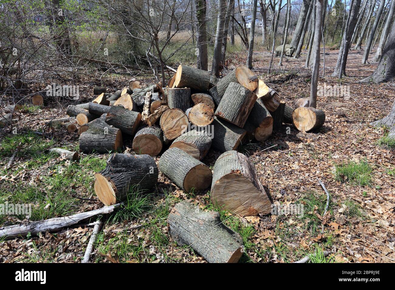 Wood pile Long Island New York Stock Photo