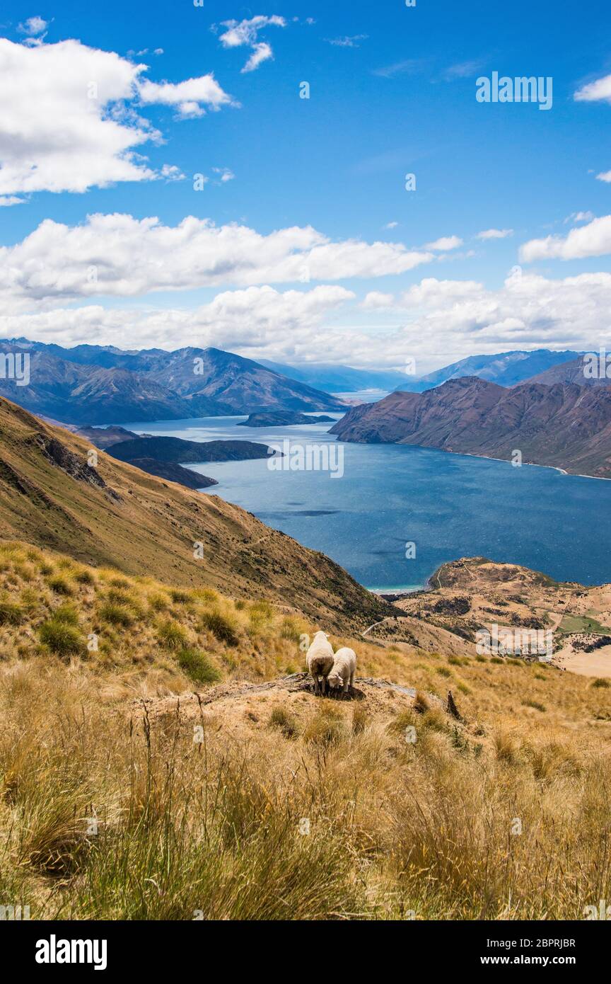 Sheep viewing Lake Wanaka from Roys Peak Stock Photo