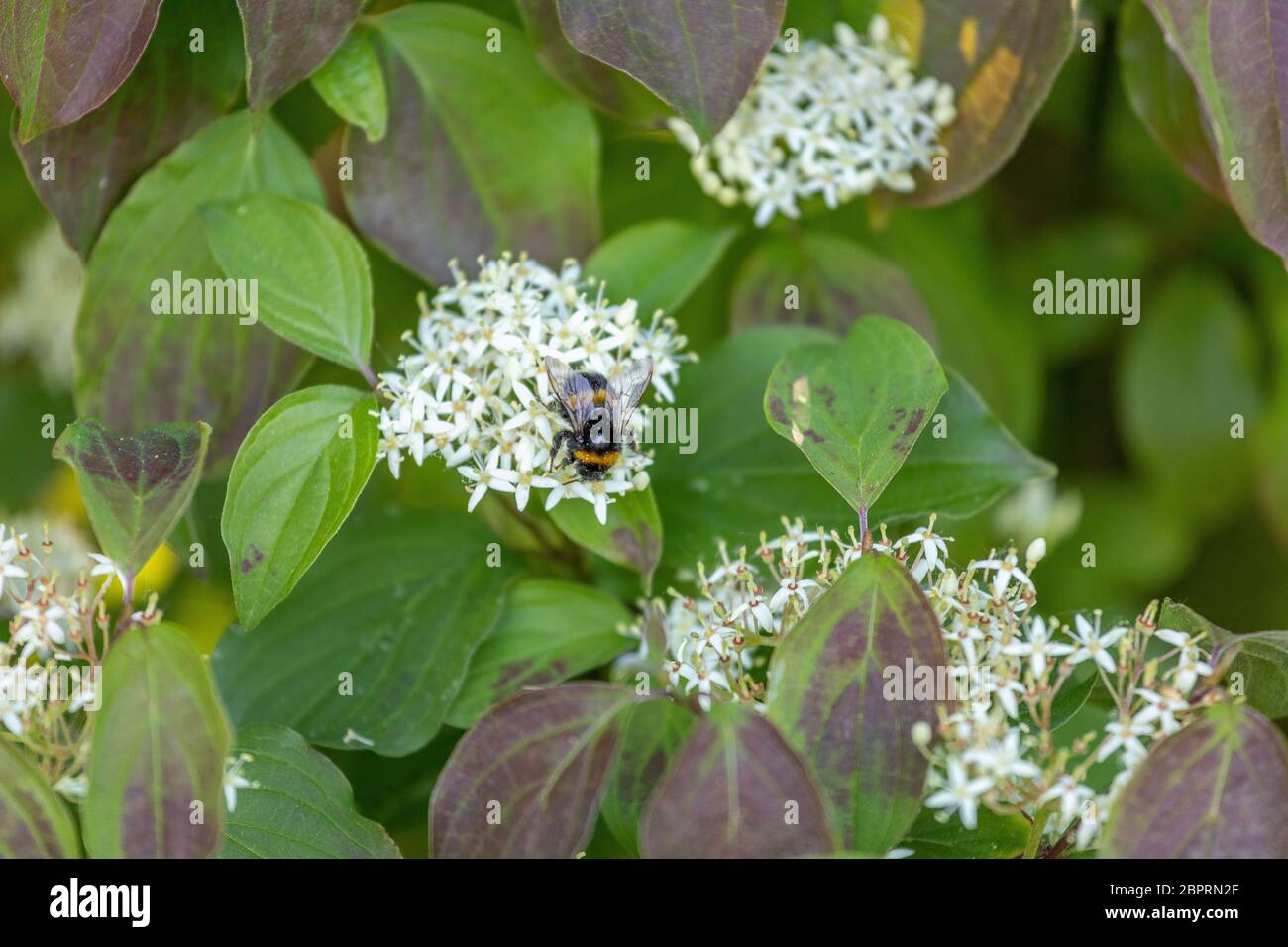 Wild meadow flowers with bumblebee collecting nectar Stock Photo