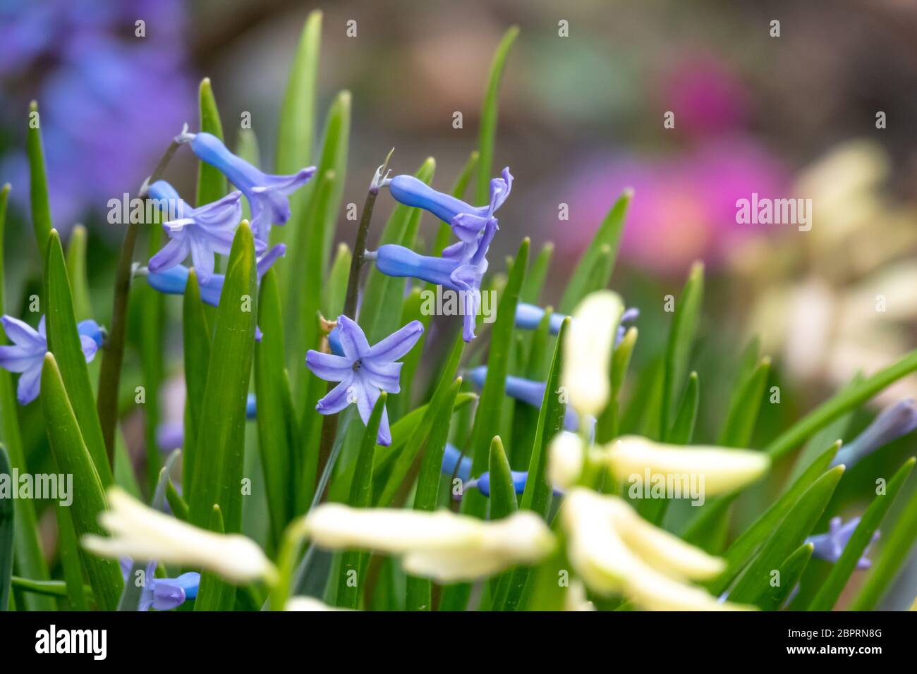 purple flowers in wild nature Stock Photo - Alamy
