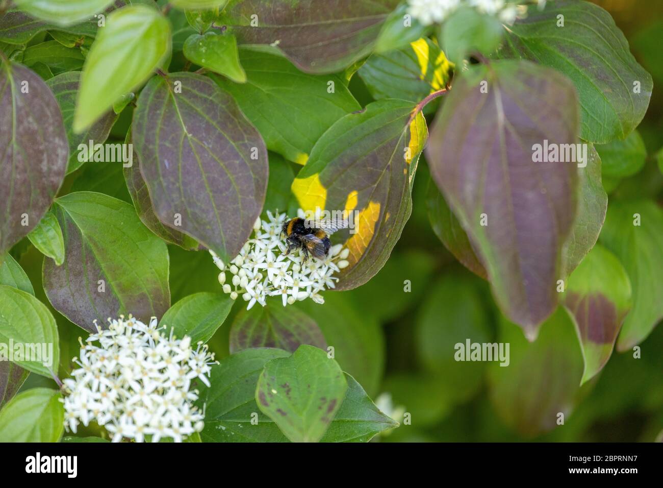 Wild meadow flowers with bumblebee collecting nectar Stock Photo