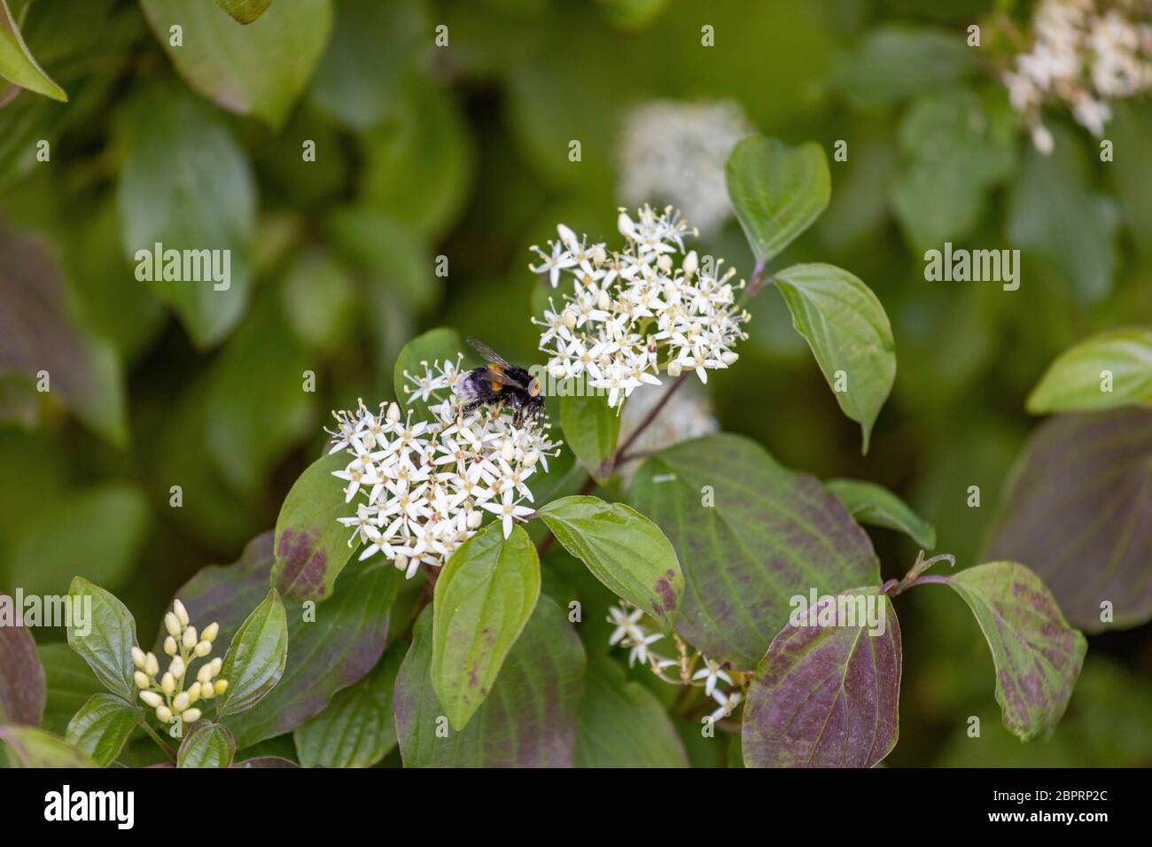 Wild meadow flowers with bumblebee collecting nectar Stock Photo