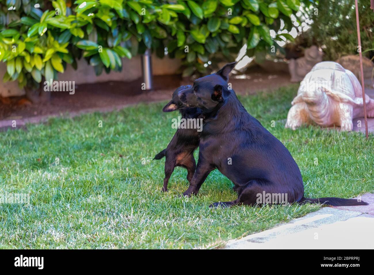 Labrador mix plays with a Chipoo dog in nature, dog fight Stock Photo