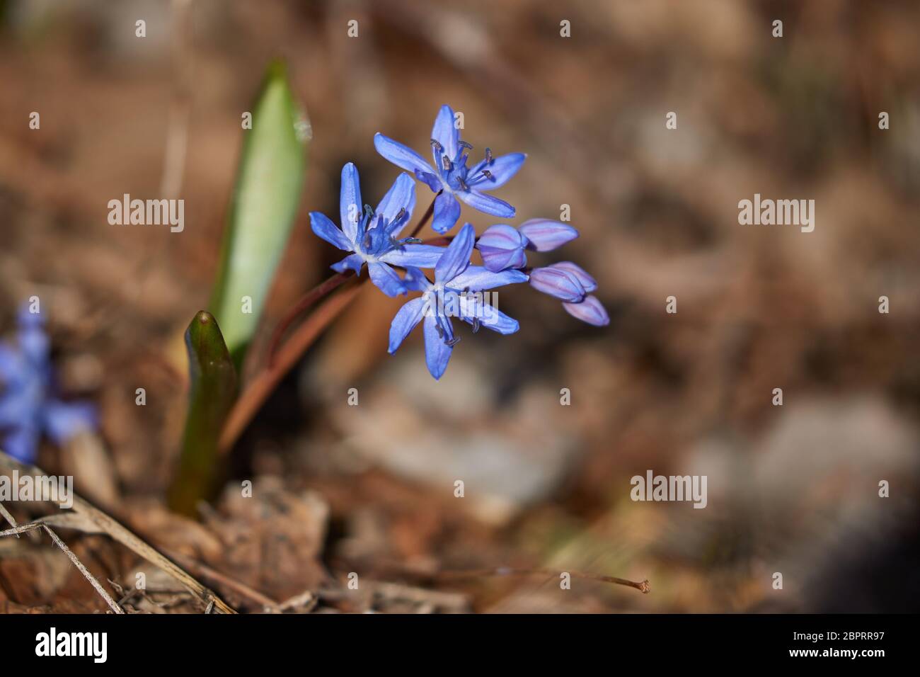Scilla flowers native to the Bukk mountains in Hungary Stock Photo