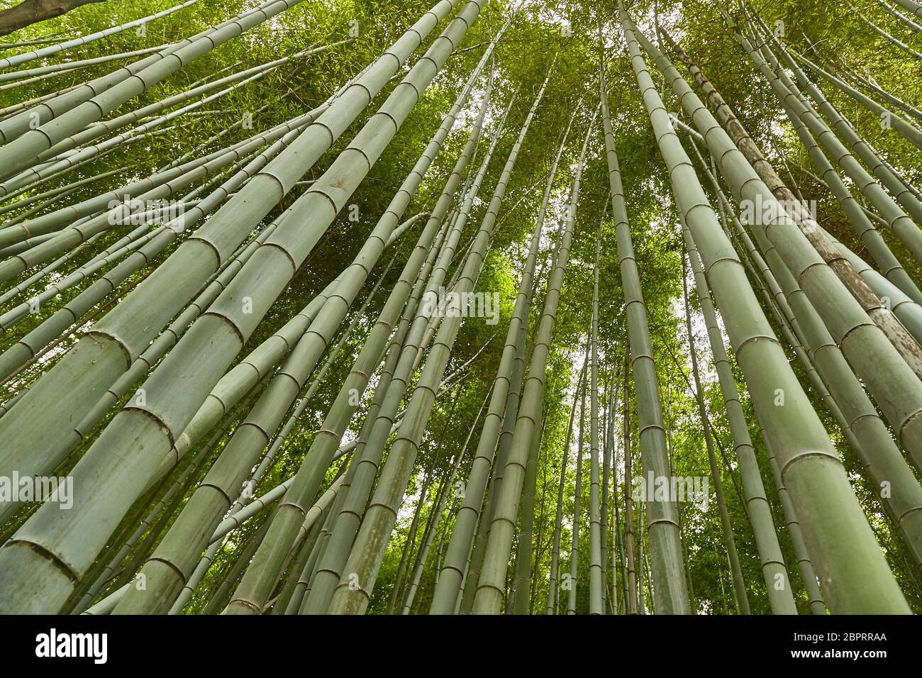 Bamboo grove in Kyoto, Japan Stock Photo Alamy