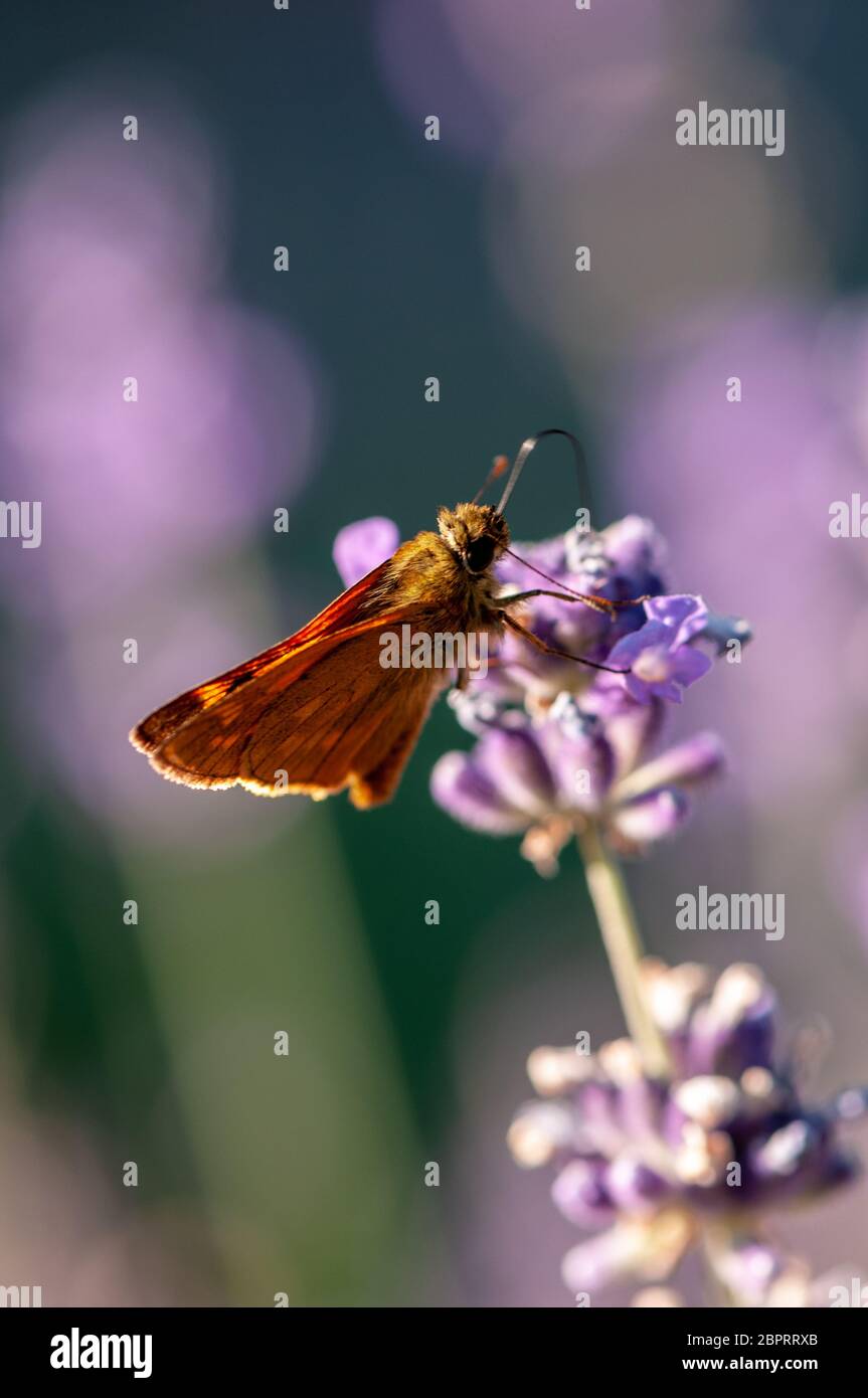 Beautiful insect on lavender angustifolia, lavandula in sunlight in ...