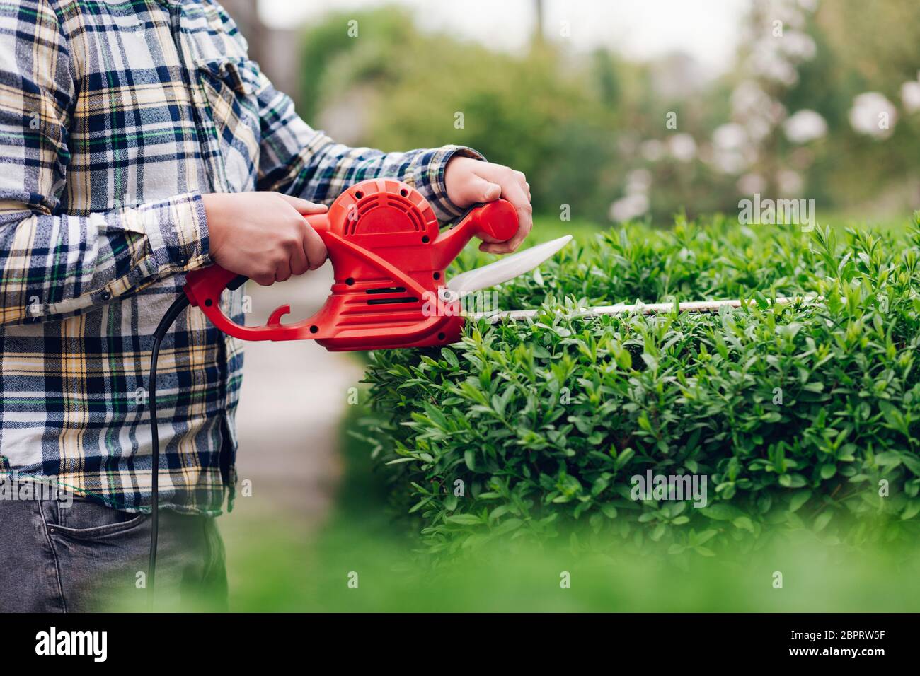 Man mows shrubs with electric trimmer for bushes Stock Photo Alamy