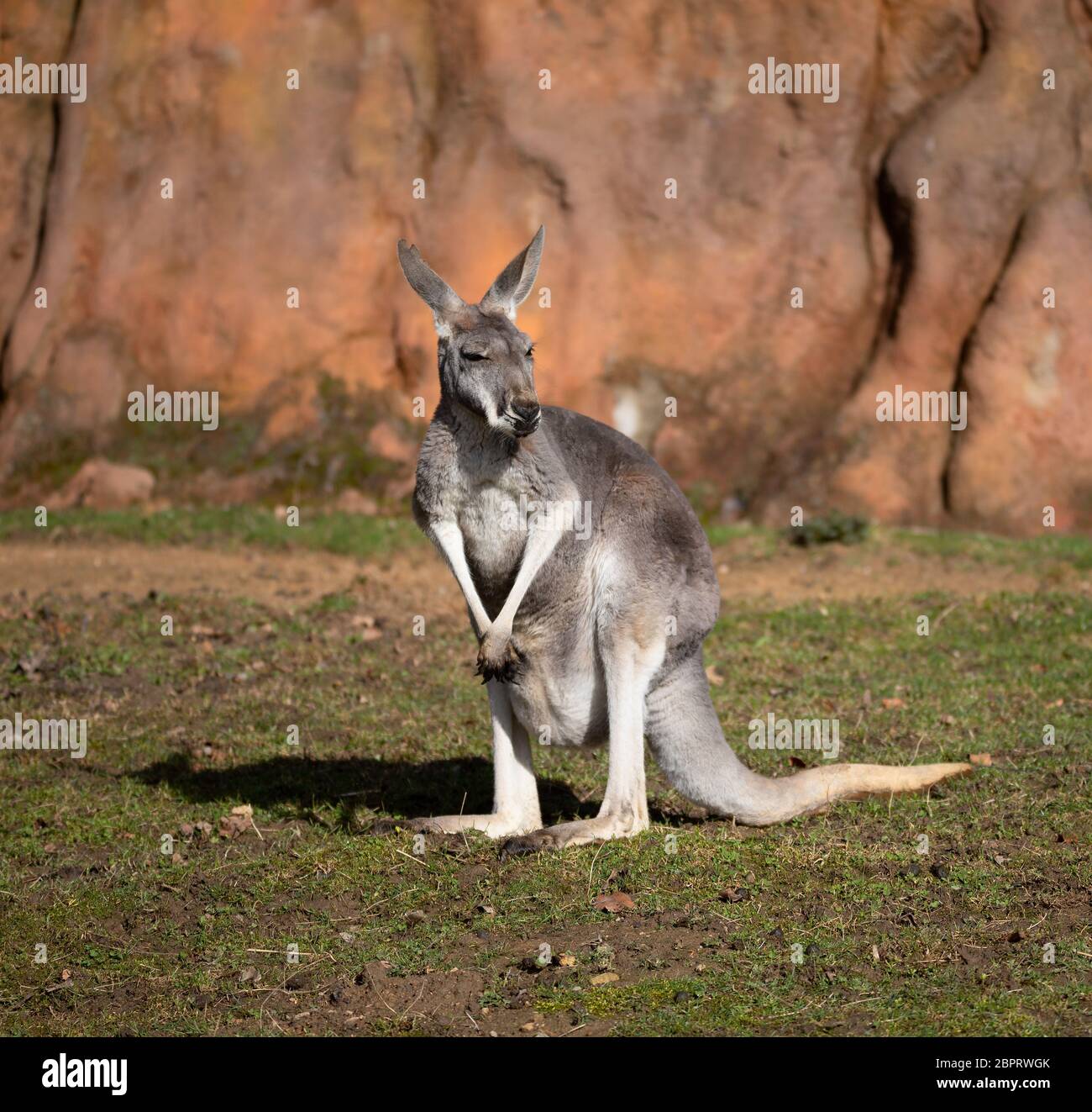 Red kangaroo (Macropus rufus) is the largest of all kangaroos, the largest terrestrial mammal native to Australia Stock Photo