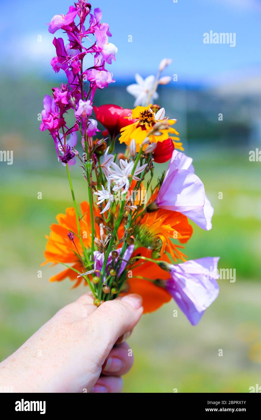 A woman hand holding a bouquet of wild flowers and herbs collected on ...