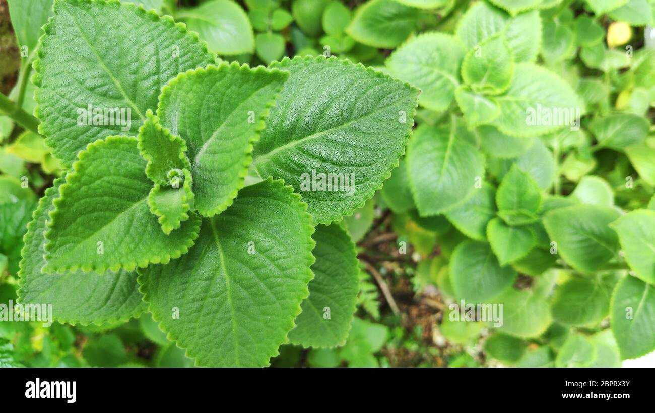 Fresh green Indian borage plant in nature garden Stock Photo - Alamy