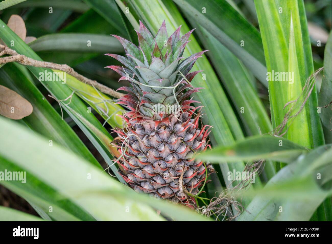 Exotic Red Pineapple Fruit Growing on Stem Stock Photo