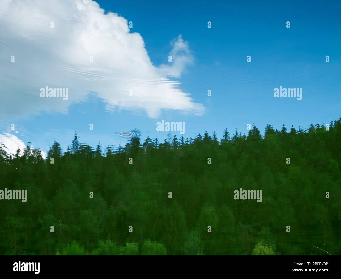 Water surface with reflection of a forest and blue sky with white cloud. Stock Photo