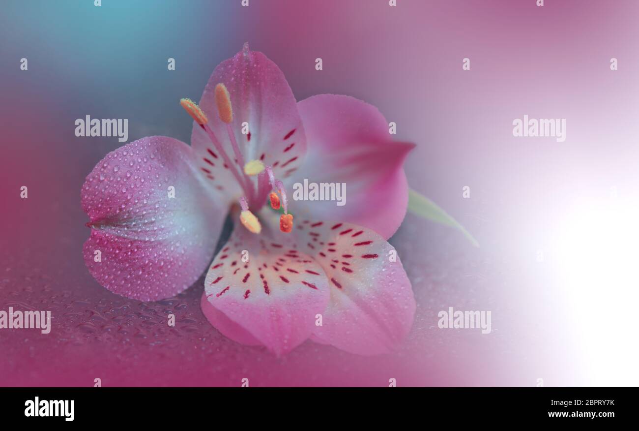 Beautiful Nature Background.Floral Art Design.Abstract Macro Photography.Pink Flower.Pastel Flowers.Violet Background.Creative Artistic Wallpaper.Drop Stock Photo