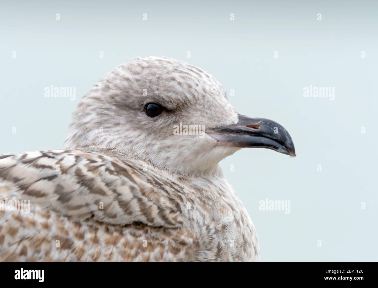 Juvenile Herring Gull head shot with speckled plumage. Stock Photo