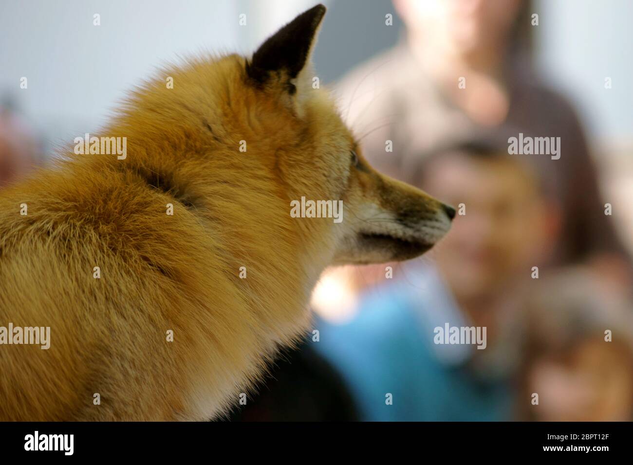 The closeup of a tame and trained fox at a performance animal care home. Stock Photo