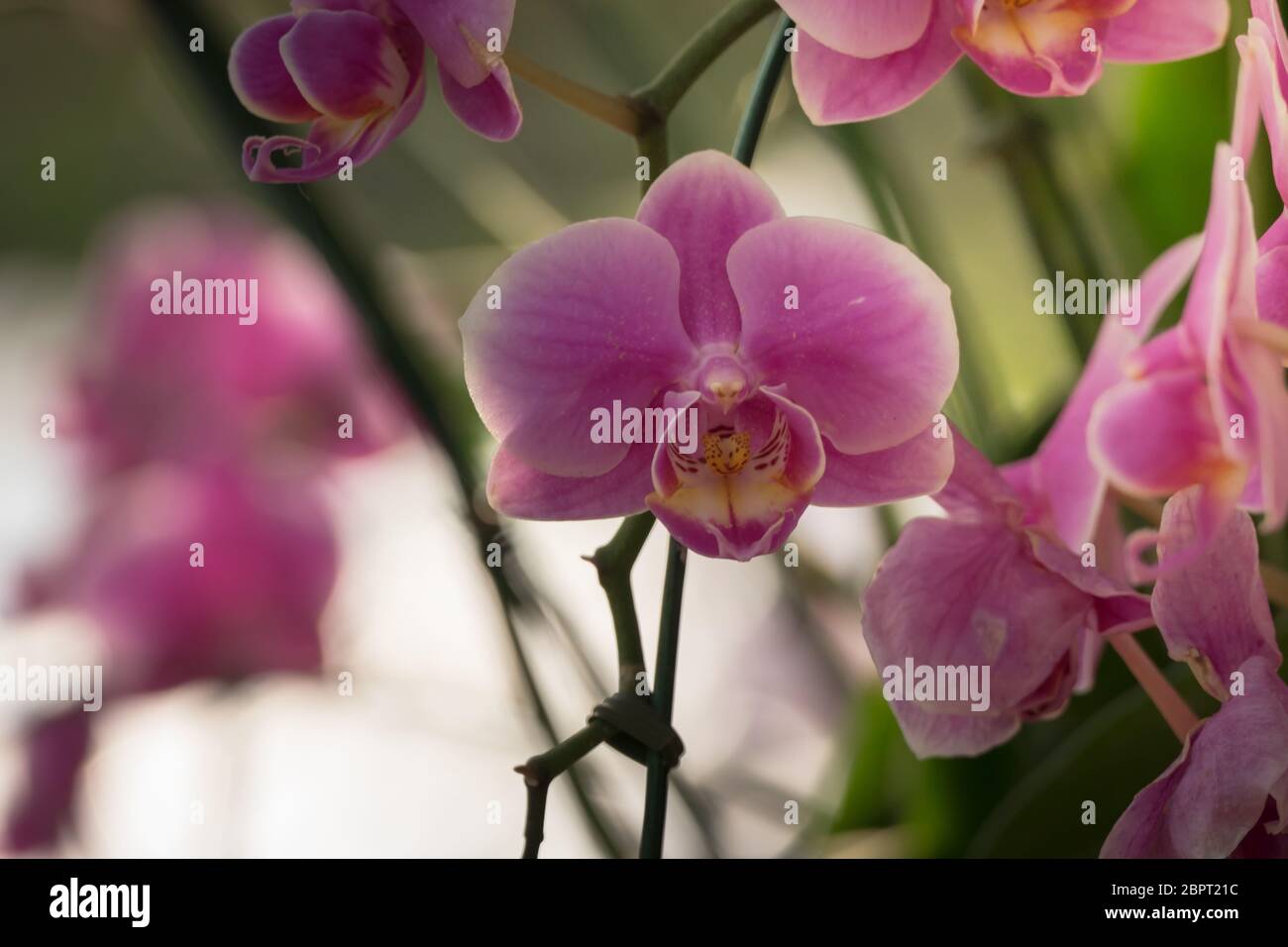 The background image of the colorful flowers, background nature Stock ...
