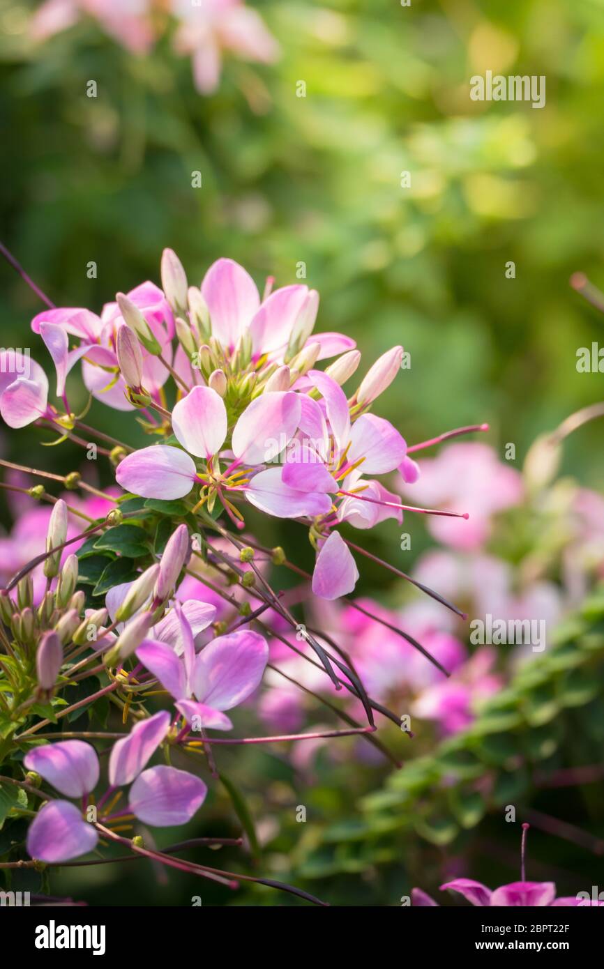 The background image of the colorful flowers, background nature Stock ...