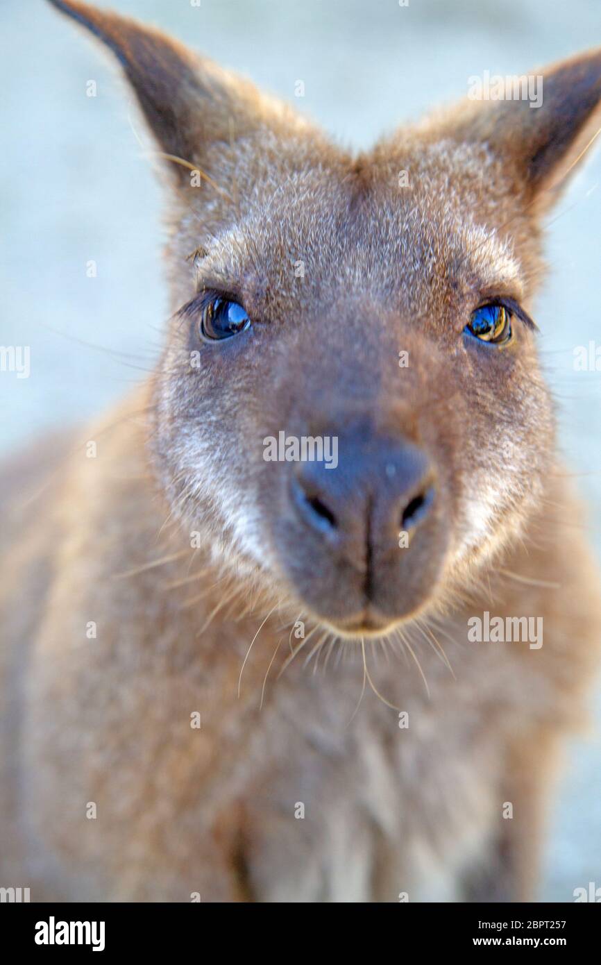 Bennetts wallaby Stock Photo