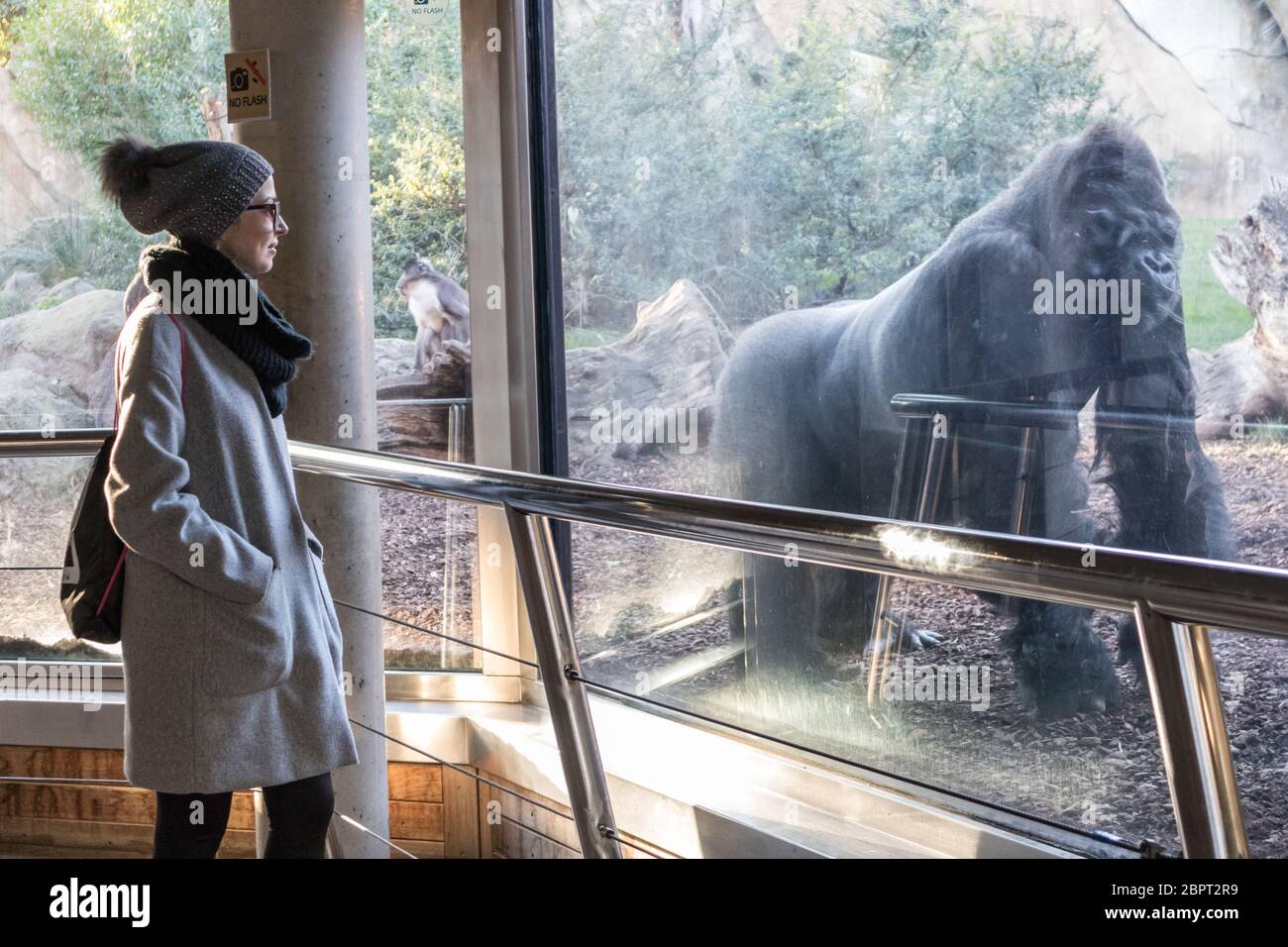 Woman watching huge silverback gorilla male behind glass in Biopark zoo in Valencia, Spain Stock