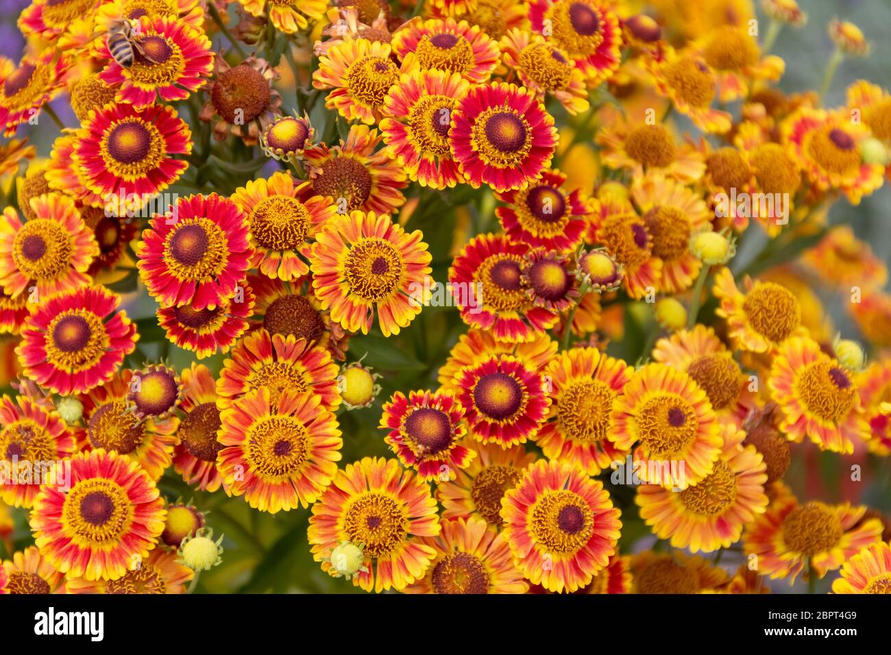 closeup shot showing lots of colorful aster flowers Stock Photo